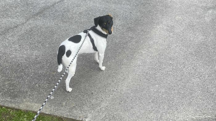 Mat_Natalie_taking dog for walk