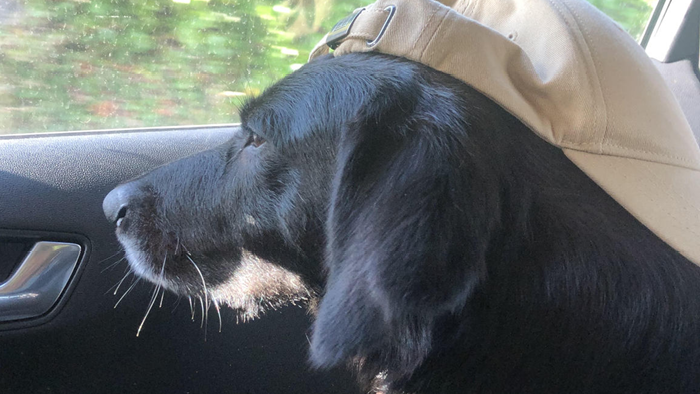 black dog wearing hat looking out the car window