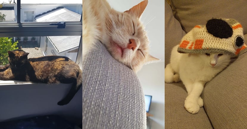 daves three cats